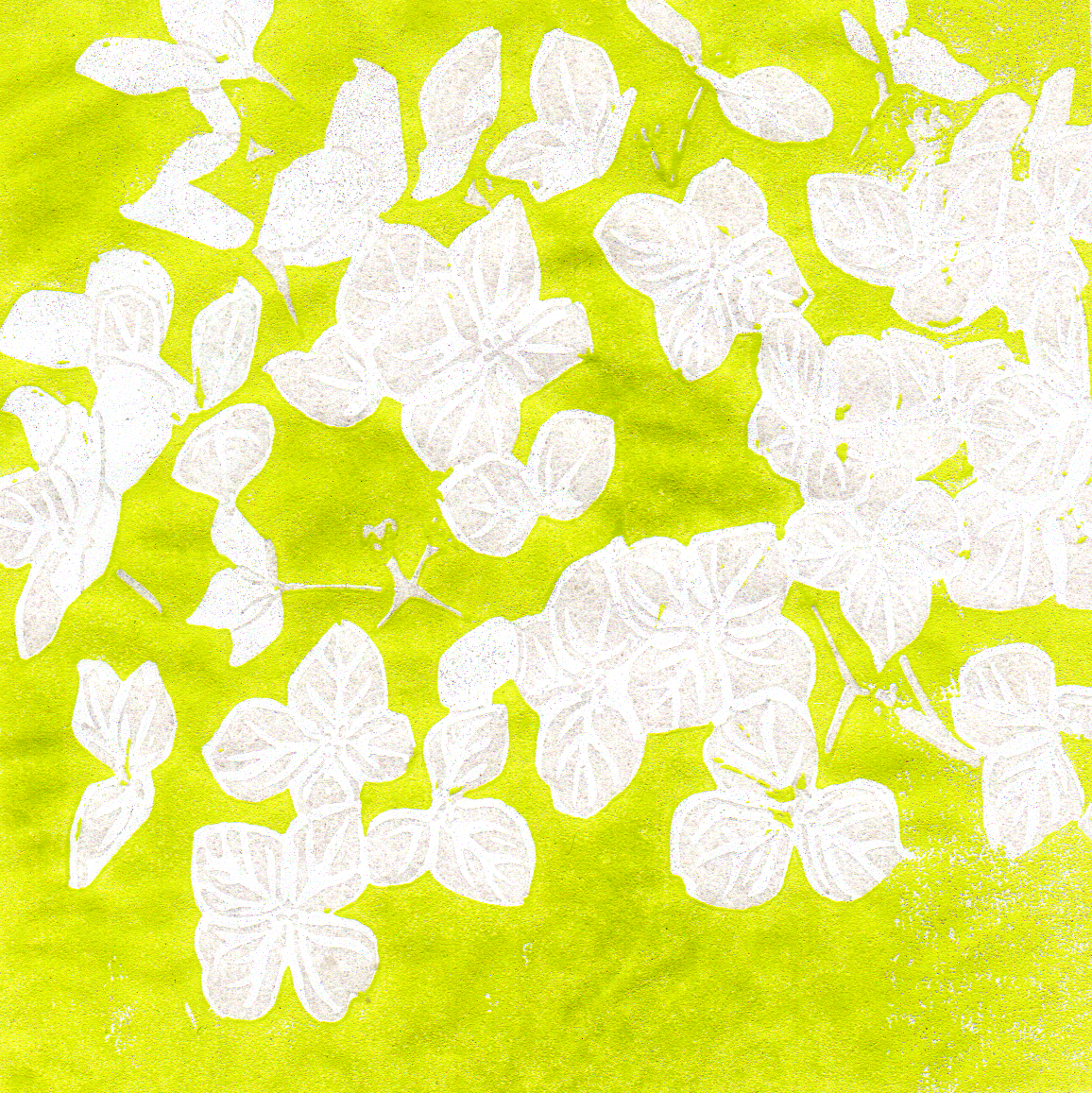 A square linocut print by Eve Sladdin featuring the Hydrangea Annabelle plant, a bright lime green background with a white floral foreground.
