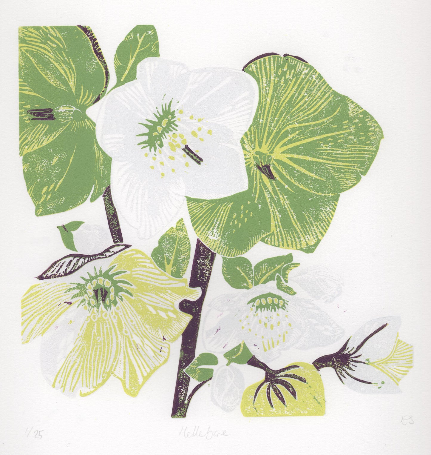 Hellebore - 4 Card Bundle