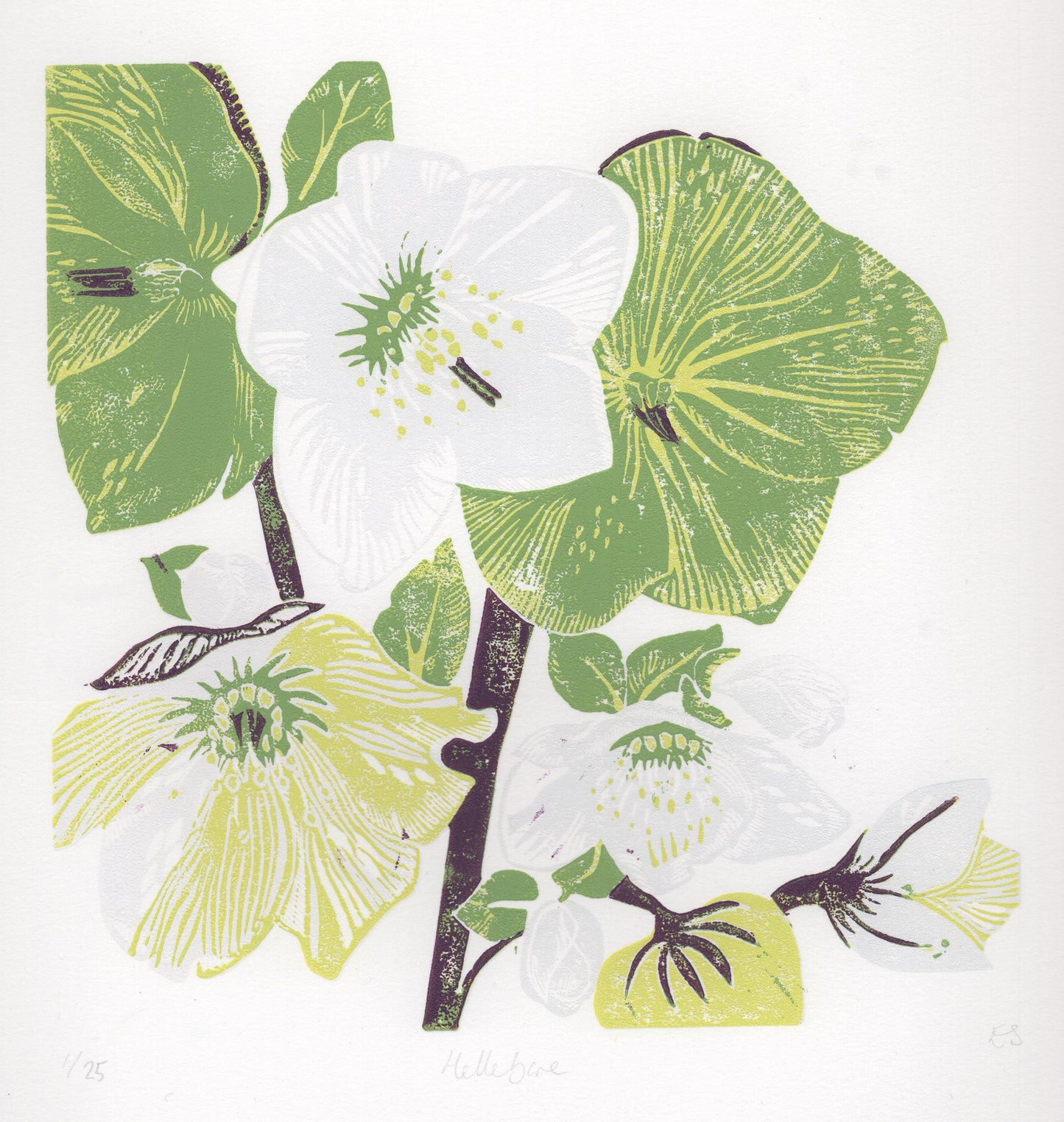 Hellebore - Linocut Print